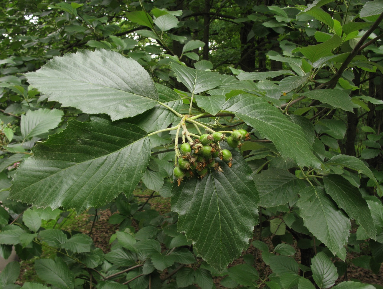 Image of Sorbus &times; latifolia specimen.