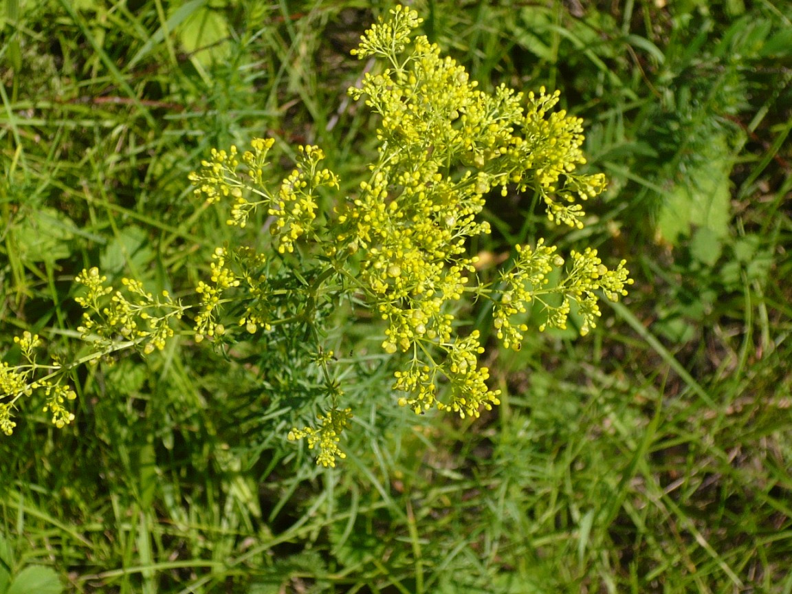 Image of Galium verum specimen.