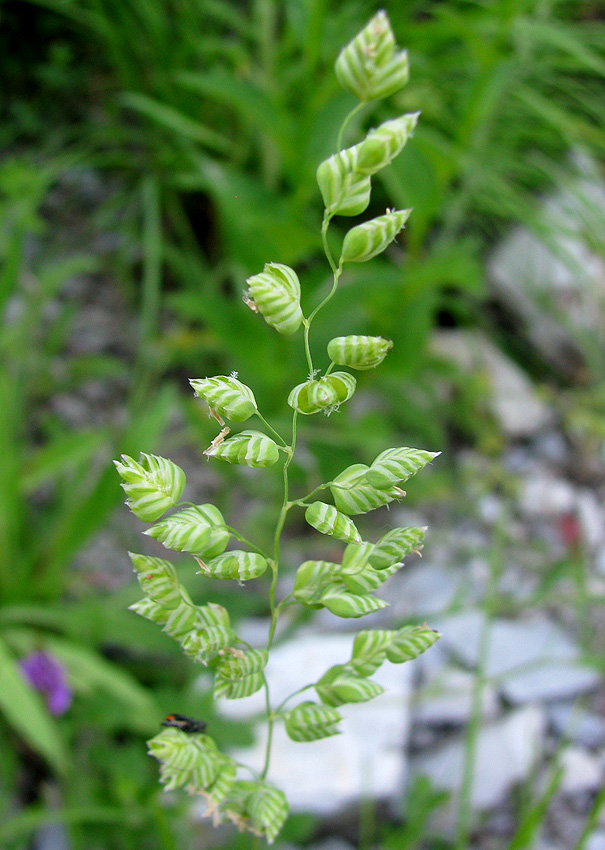 Изображение особи Brizochloa humilis.