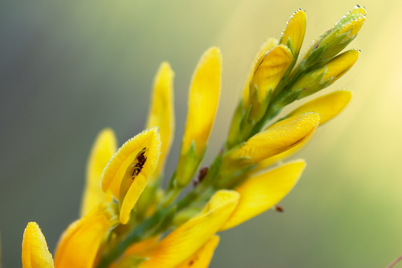 Image of Genista tinctoria specimen.