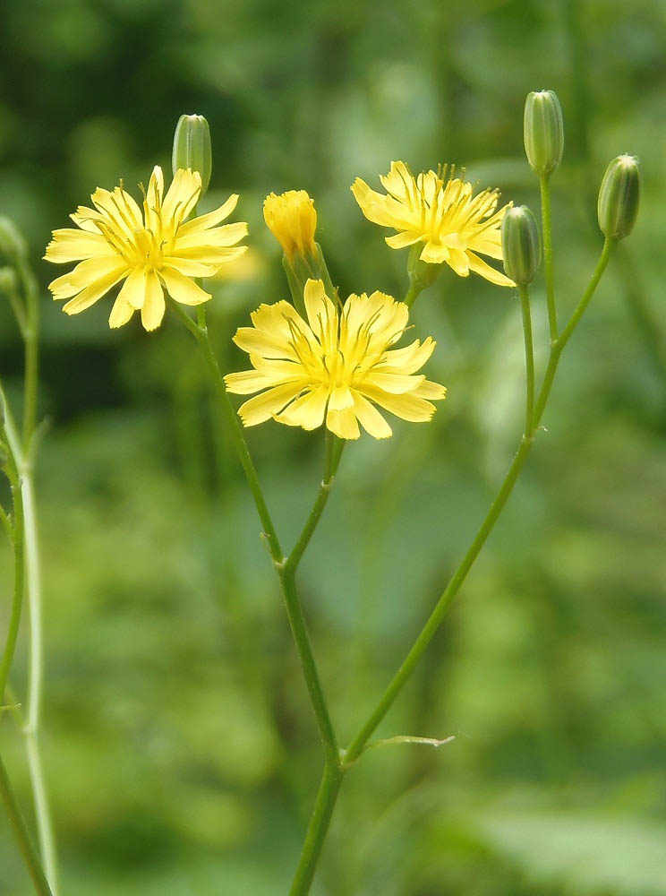 Изображение особи Lapsana communis.