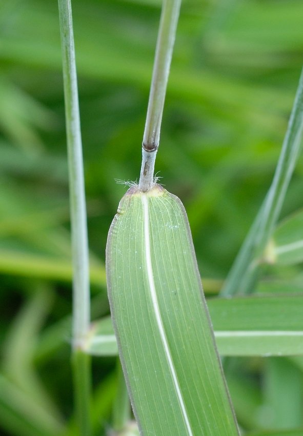 Изображение особи Spodiopogon sibiricus.