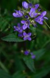 Campanula glomerata