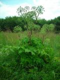 Archangelica officinalis. Цветущее растение. Удмуртия, Завьяловский р-н, окр. д. Дуброво, пойменный луг. 18.07.2009.г.