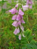 Galega officinalis. Соцветие. Нидерланды, провинция Groningen, Haren, газон между автомобильной дорогой и велосипедной дорожкой, заносное. 17 июля 2009 г.