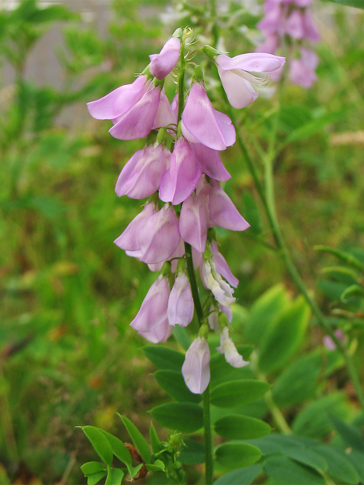 Изображение особи Galega officinalis.