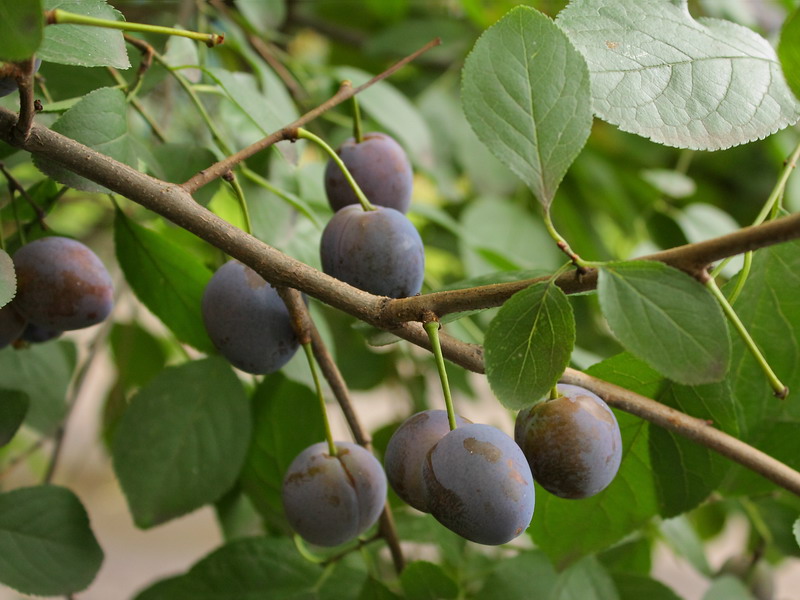 Изображение особи Prunus domestica.