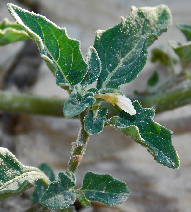 Изображение особи Solanum woronowii.