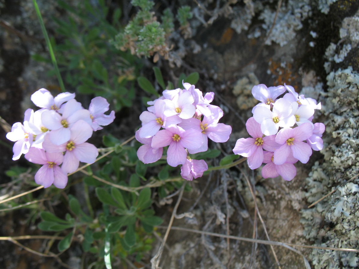 Image of Dendroarabis fruticulosa specimen.