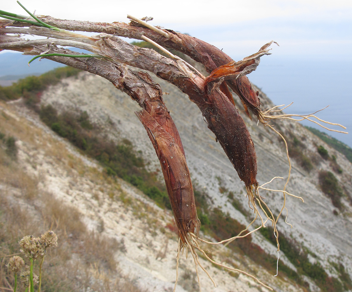 Image of Allium psebaicum specimen.