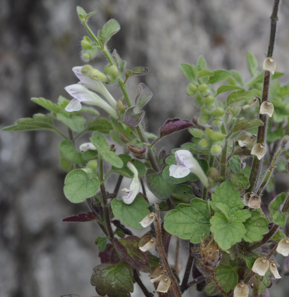 Image of Scutellaria albida specimen.