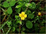 Potentilla erecta