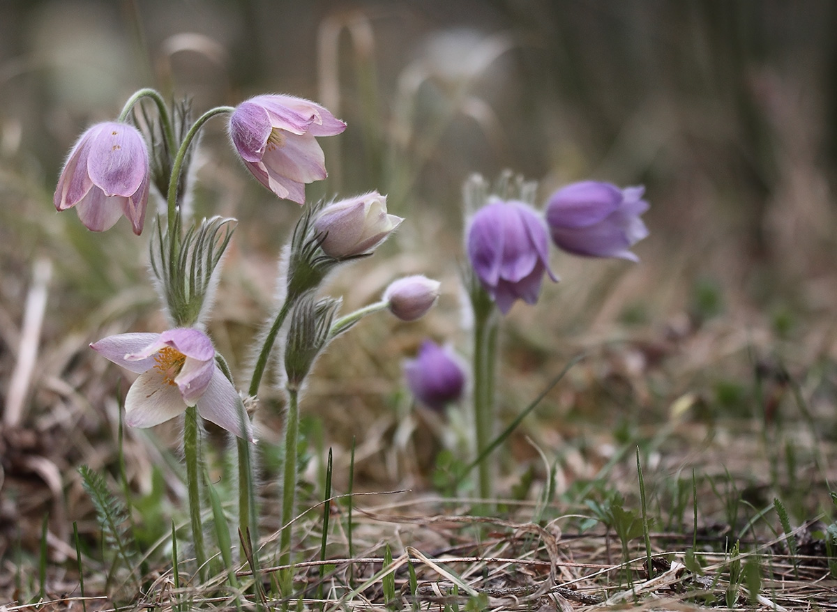 Image of Pulsatilla patens specimen.