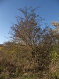 Crataegus pentagyna