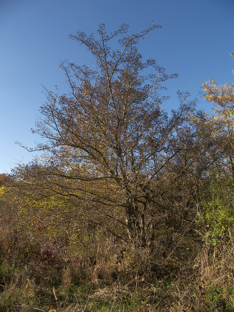 Image of Crataegus pentagyna specimen.