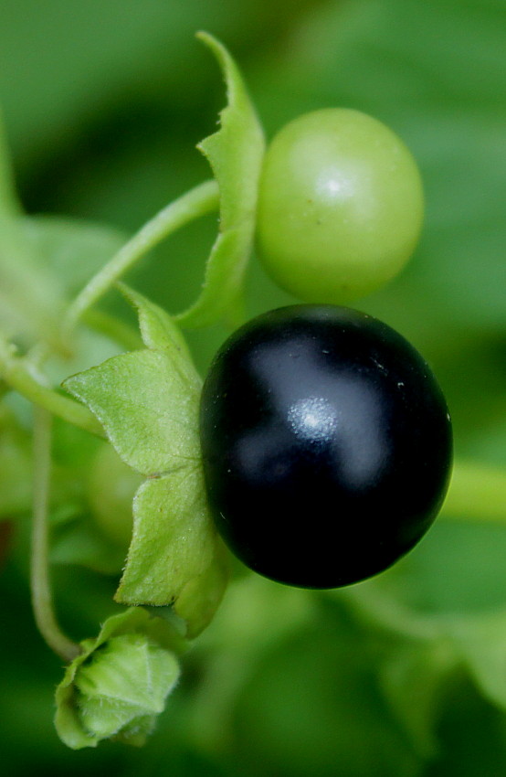 Image of Jaltomata procumbens specimen.