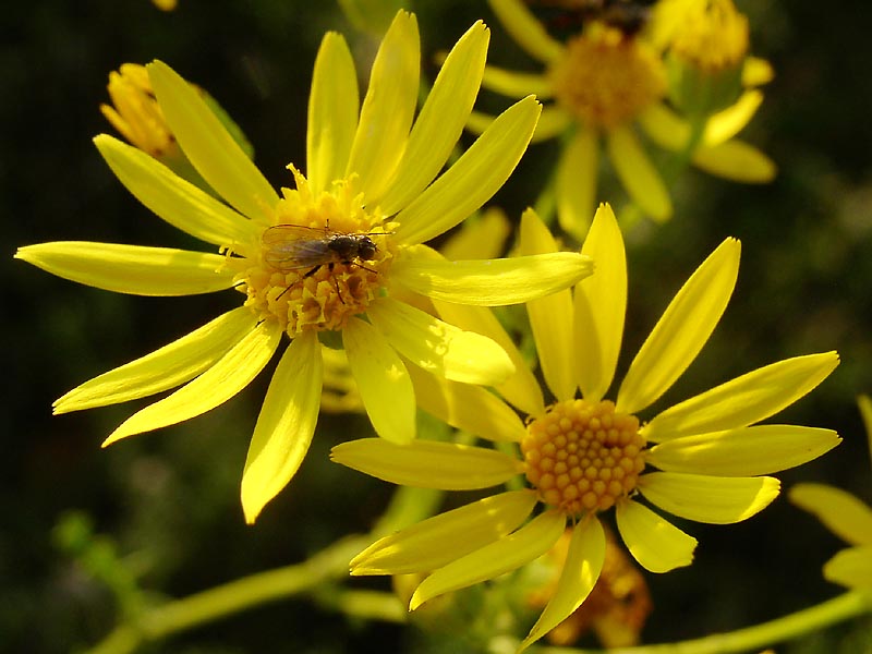 Image of Senecio jacobaea specimen.