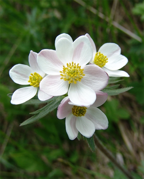 Image of Anemonastrum fasciculatum specimen.