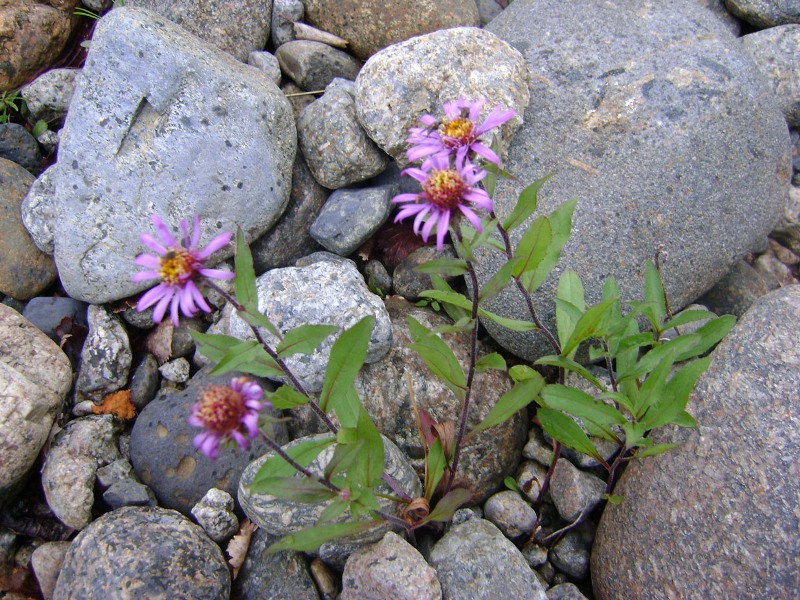 Image of Aster sibiricus specimen.