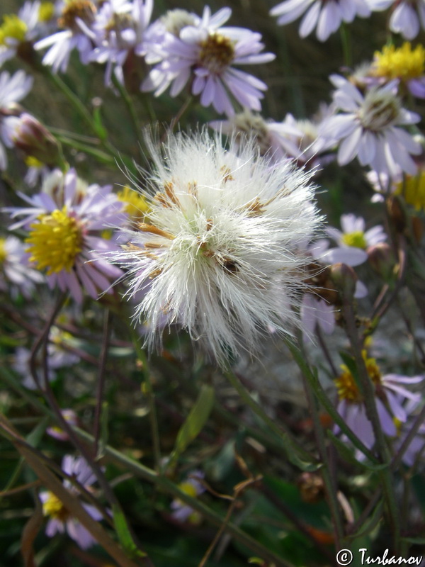 Image of Tripolium pannonicum specimen.