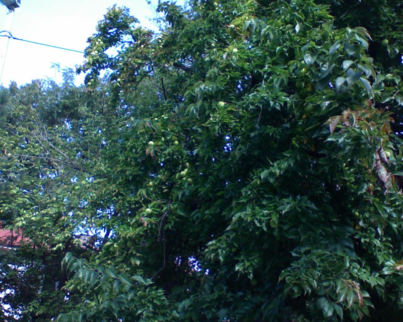 Image of Maclura pomifera specimen.