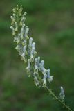 genus Aconitum. Соцветие. Санкт-Петербург, Старый Петергоф, парк \"Сергиевка\", в культуре. 11.07.2009.
