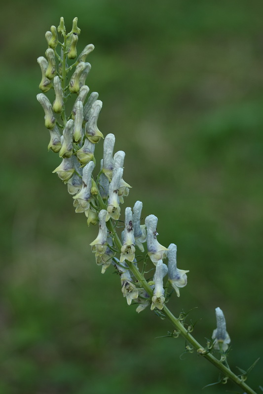 Image of genus Aconitum specimen.