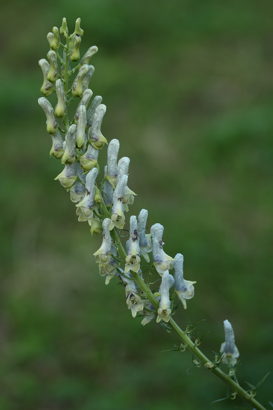 Изображение особи род Aconitum.