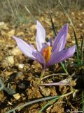 Crocus pallasii