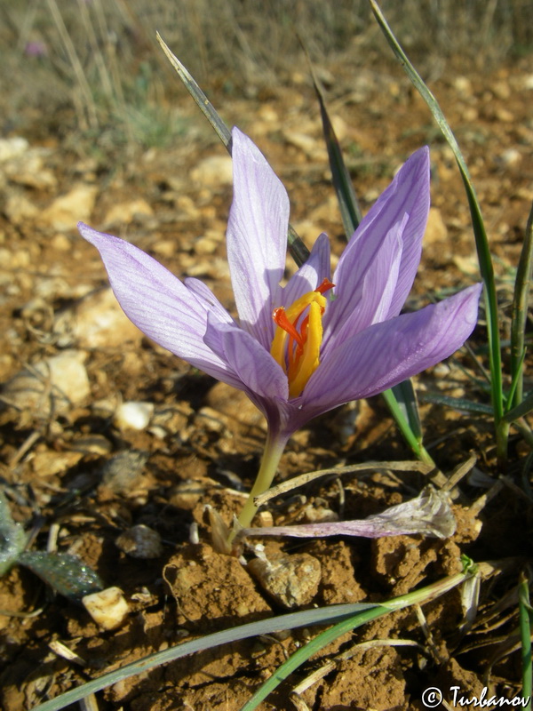 Image of Crocus pallasii specimen.