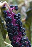 Phytolacca acinosa. Часть соплодия. Новосибирск, цветник, в культуре. 19.10.2009.