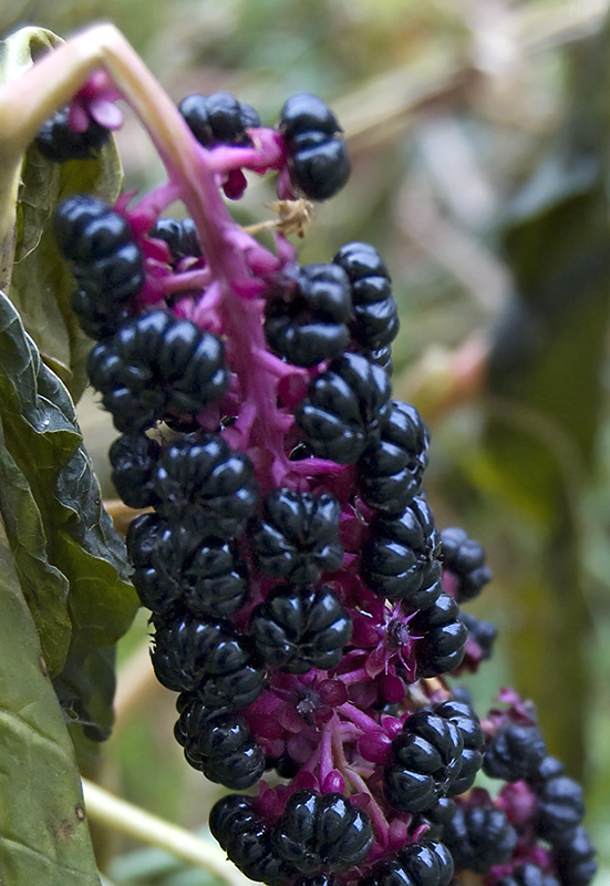 Image of Phytolacca acinosa specimen.