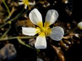 Изображение особи. Автор - Елена Баяндина