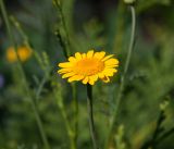 Anthemis tinctoria