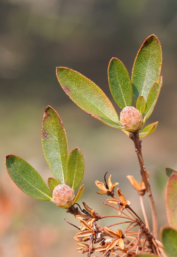 Image of Rhododendron micranthum specimen.