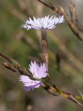 Dianthus plumarius