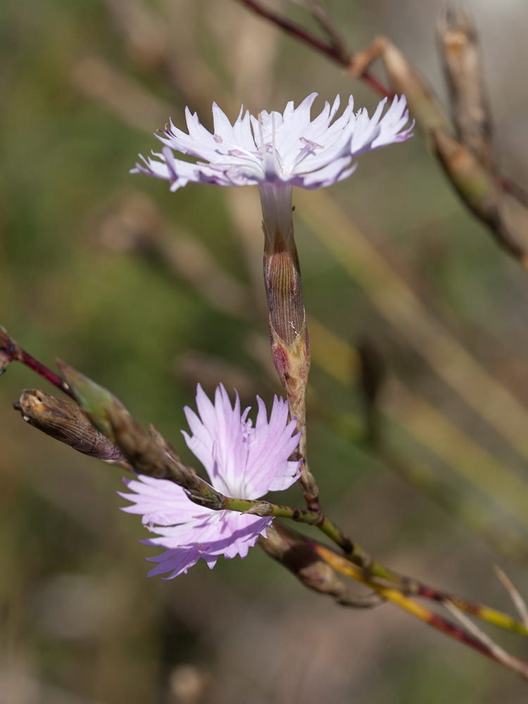 Image of Dianthus plumarius specimen.