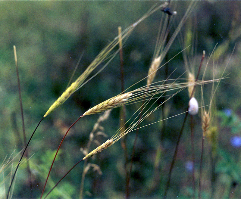 Изображение особи Triticum boeoticum.