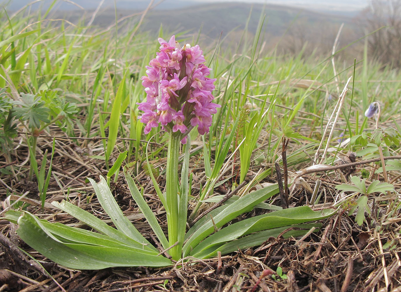 Изображение особи Dactylorhiza romana ssp. georgica.