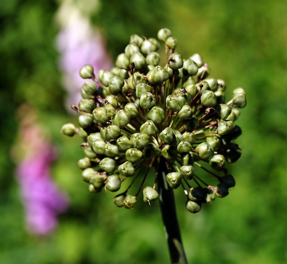 Изображение особи Allium stipitatum.