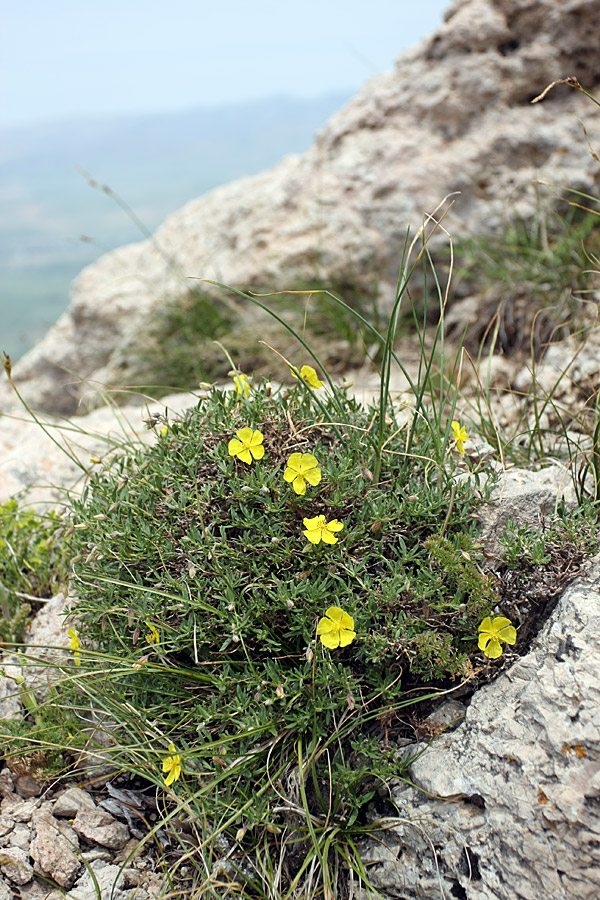 Image of Helianthemum songaricum specimen.