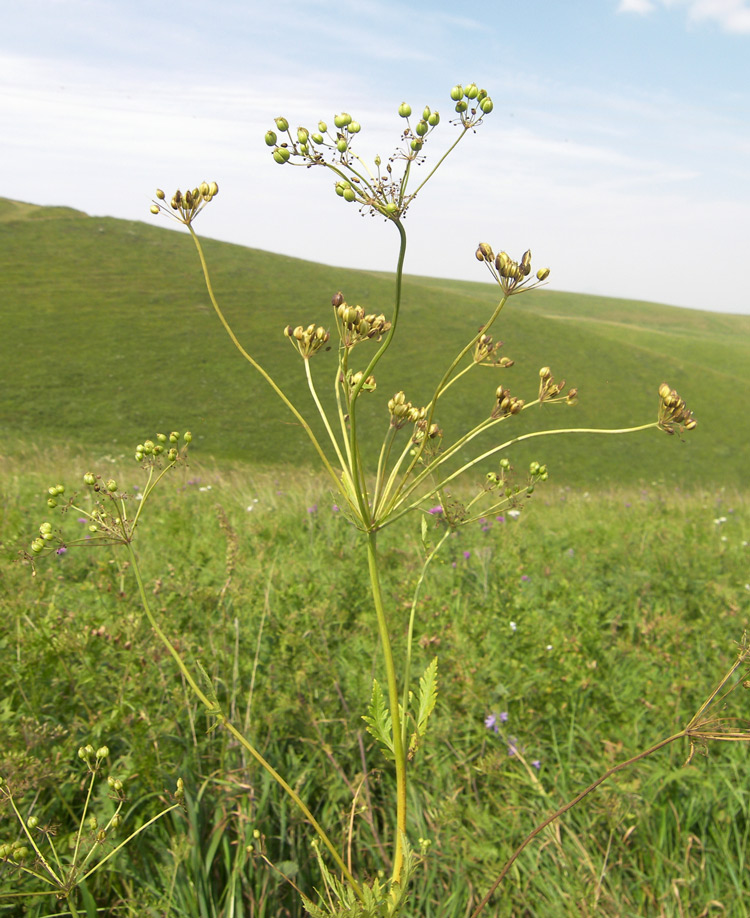 Изображение особи Eleutherospermum cicutarium.