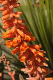 Dyckia platyphylla. Часть соцветий (культивар). США, Калифорния, Санта-Барбара, возле Старой Миссии. 18.02.2014.