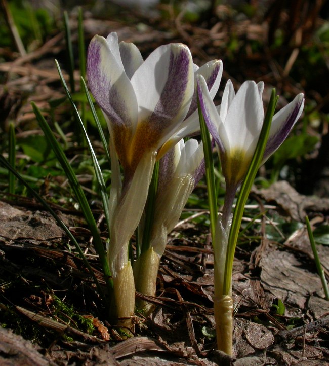 Image of Crocus chrysanthus specimen.