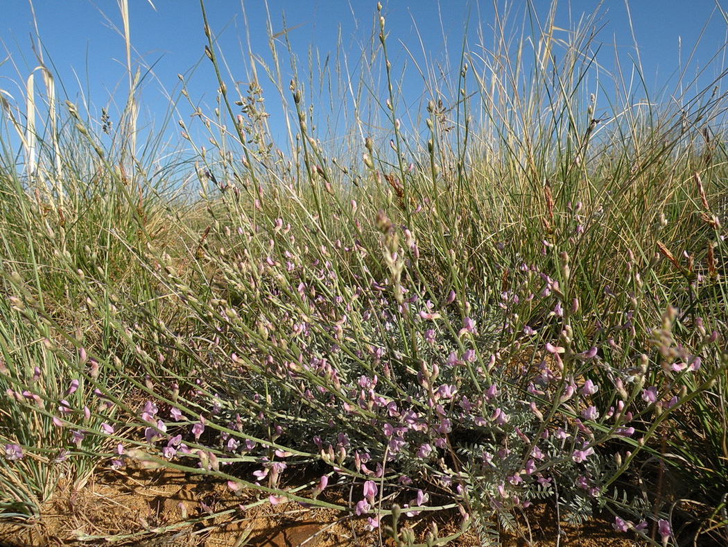 Изображение особи Astragalus tenuifolius.