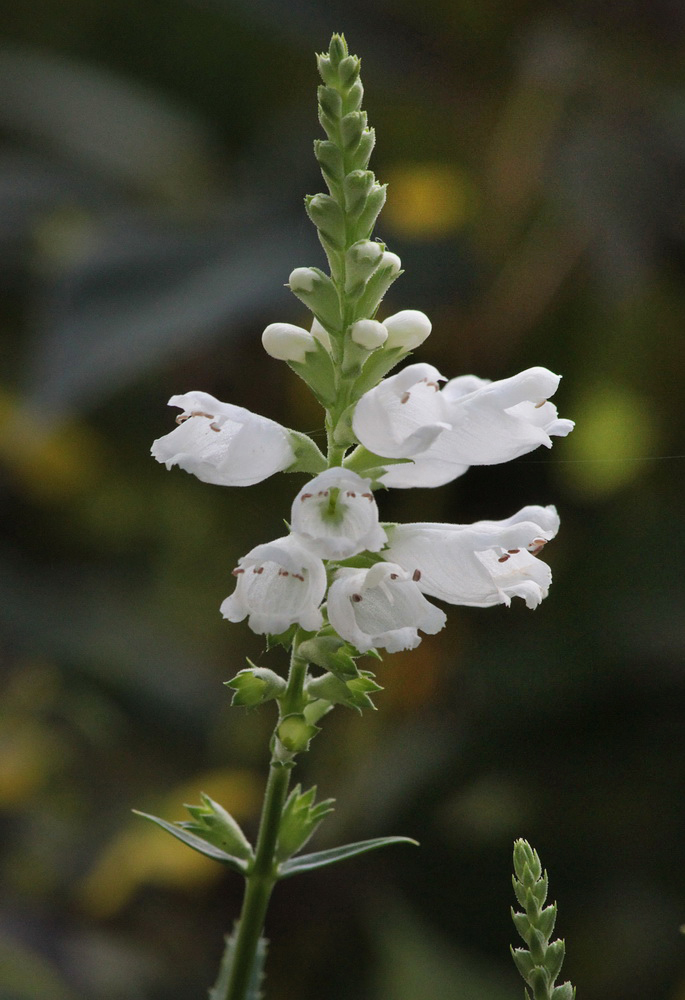 Image of Physostegia virginiana specimen.