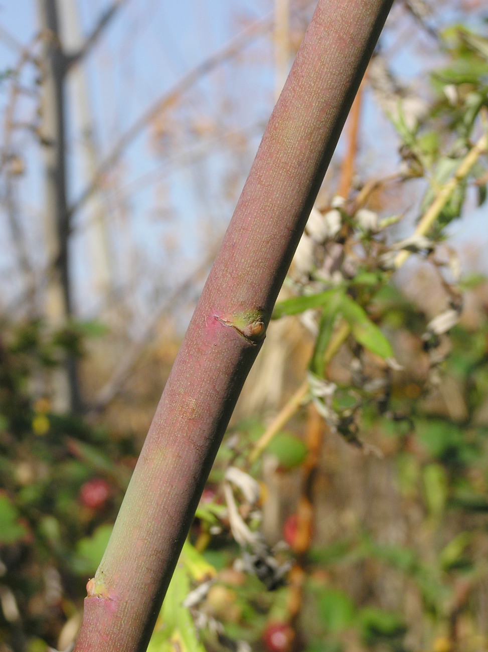 Image of Rosa corymbifera specimen.