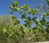 Ulmus laevis. Ветвь с молодыми побегами. Восточный Казахстан, г. Усть-Каменогорск, правый берег р. Иртыш. 05.05.2015.