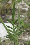 Scabiosa columbaria. Листья. Крым, Бахчисарайский р-н, окр. бывшего с. Подлесное, луг. 08.06.2014.