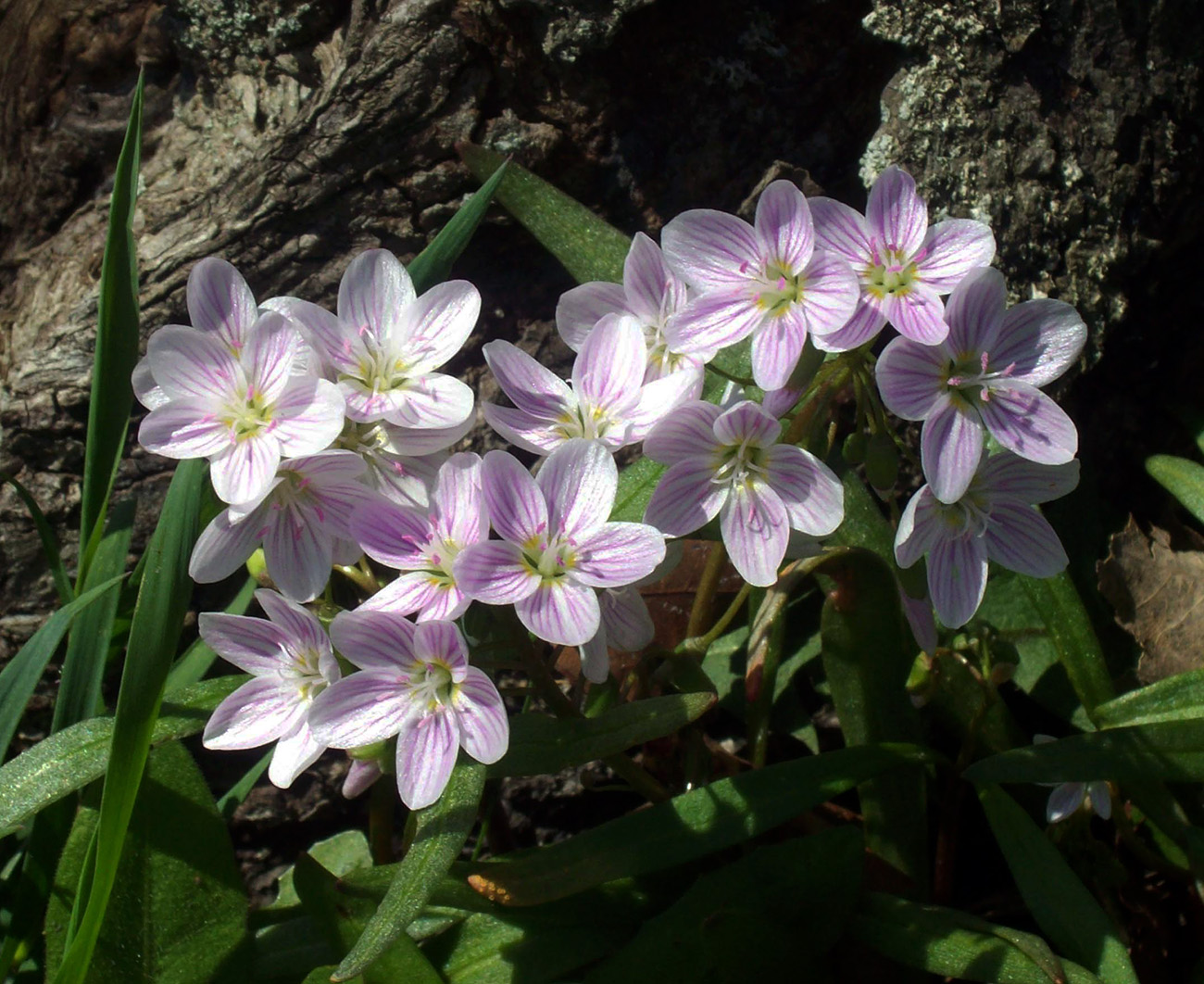 Изображение особи Claytonia virginica.